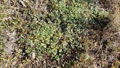 Euphorbia albomarginata
