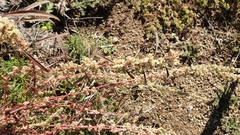 Amaranthus fimbriatus