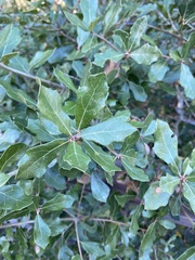 Quercus minima