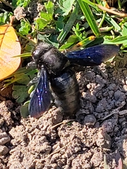 Xylocopa