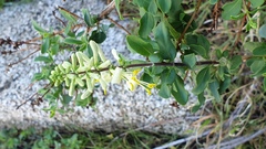Lonicera subspicata denudata
