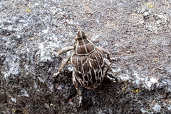 Mogulones geographicus