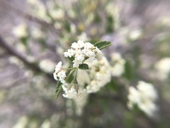 Lippia graveolens