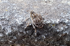 Mogulones geographicus