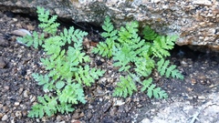 Eucrypta chrysanthemifolia bipinnatifida