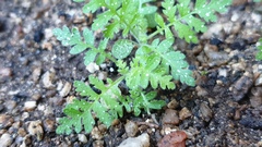 Eucrypta chrysanthemifolia bipinnatifida