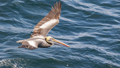 Pelecanus thagus