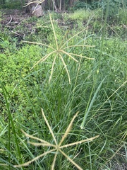 Chloris verticillata