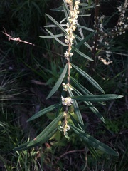 Pimelea axiflora