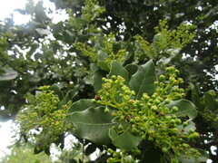 Cryptocarya alba