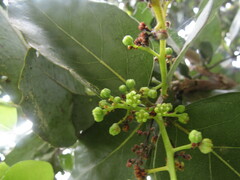 Cryptocarya alba