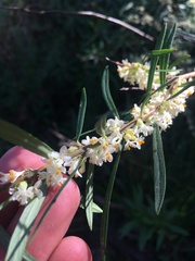 Pimelea axiflora