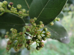 Cryptocarya alba