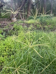 Chloris verticillata