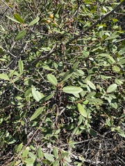 Frangula californica