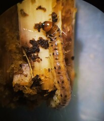 Diatraea saccharalis