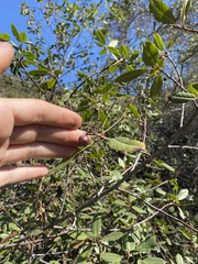 Frangula californica