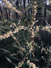 Pimelea axiflora