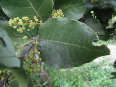 Cryptocarya alba