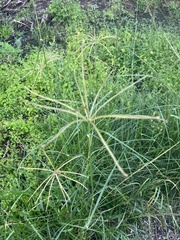 Chloris verticillata