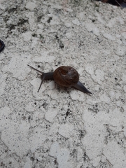 Zachrysia provisoria