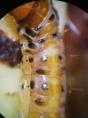 Diatraea saccharalis