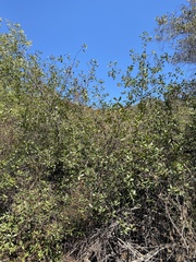 Frangula californica