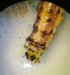 Diatraea saccharalis