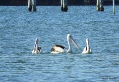 Pelecanus conspicillatus