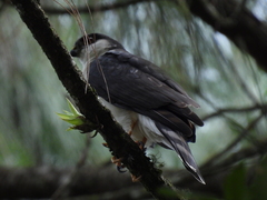 Accipiter striatus chionogaster image