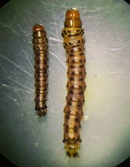 Diatraea saccharalis