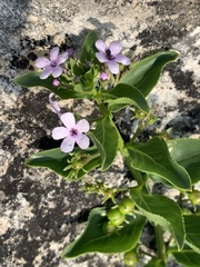 Teedia lucida