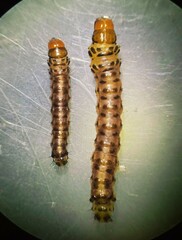 Diatraea saccharalis