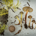 Snowmelt Mycena - Photo (c) Mike Potts, some rights reserved (CC BY-NC-ND), uploaded by Mike Potts
