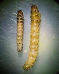 Diatraea saccharalis