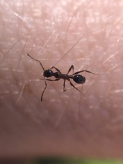 Pheidole obscurithorax