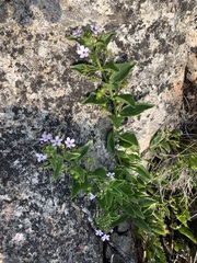 Teedia lucida