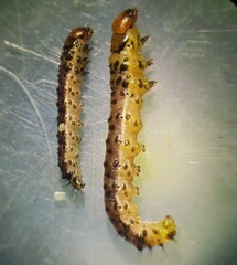 Diatraea saccharalis