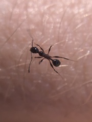 Pheidole obscurithorax