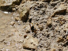 Sceliphron madraspatanum