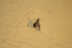 Lineodes integra