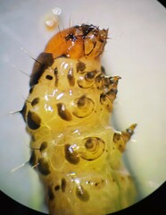 Diatraea saccharalis