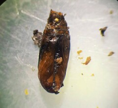 Diatraea saccharalis