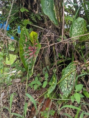 Caladium bicolor