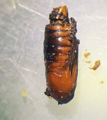 Diatraea saccharalis