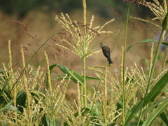 Passerina amoena