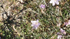 Stephanomeria exigua