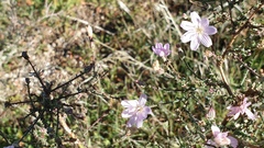 Stephanomeria exigua