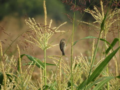 Passerina amoena