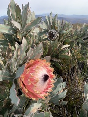 Protea magnifica